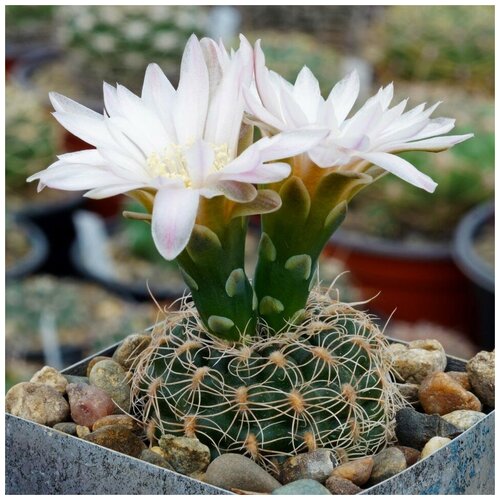  350     Gymnocalycium bruchii VG-278 10 .