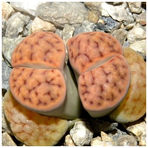  350     Lithops karasmontana v. mickbergensis C-168 10 .