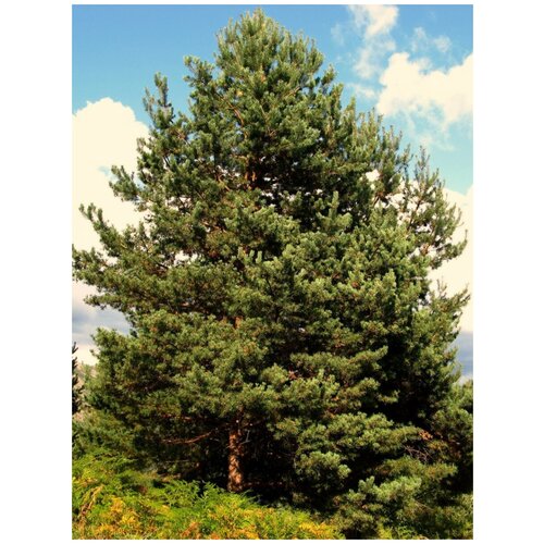  338    / Pinus sylvestris, 55 