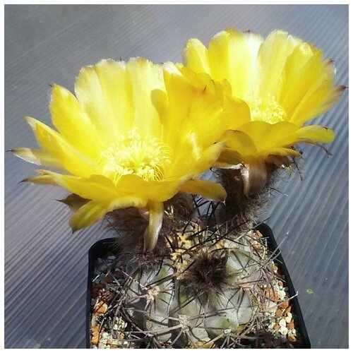  350     Acanthocalycium glaucum P-143 10 .