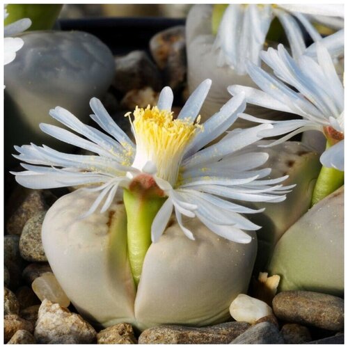  350     Lithops julii pallid SB-1344 10 .