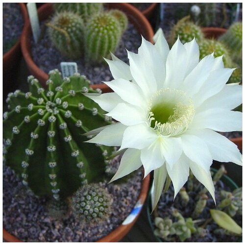  350     Echinopsis eyriesii 10 .