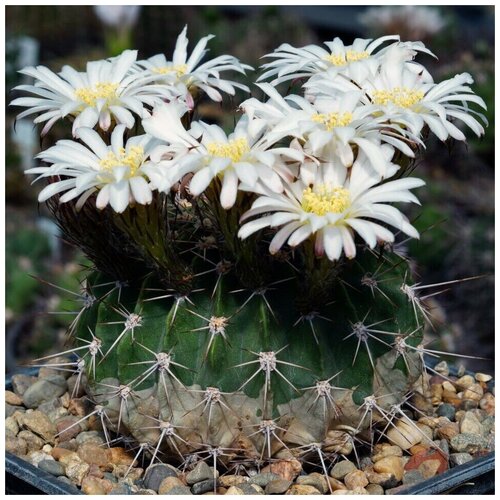  350     Acanthocalycium spiniflorum VG-1087 10 .