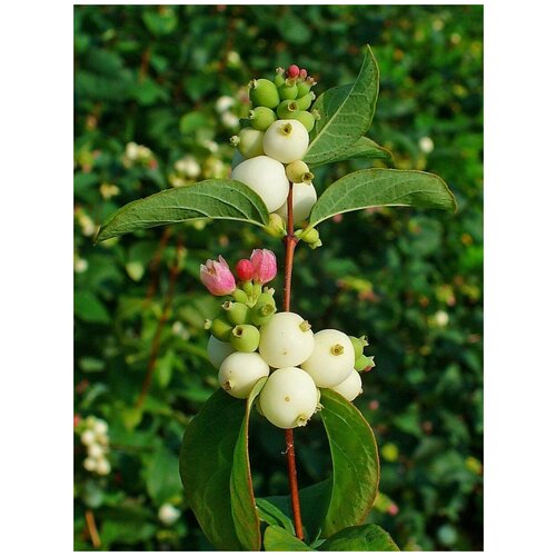  347    ( ) / Symphoricarpos albus, 40 