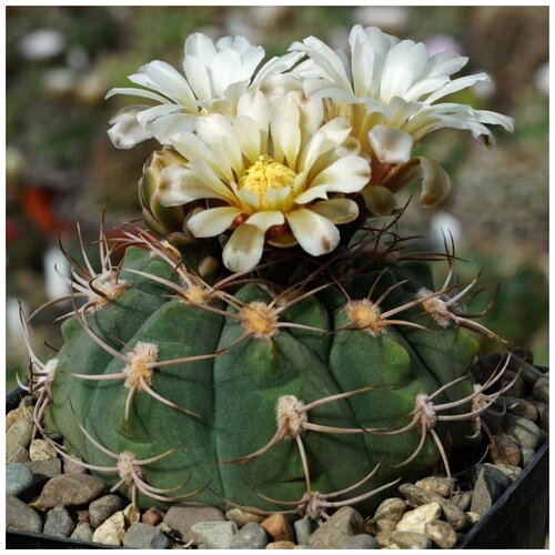  350     Gymnocalycium ambatoense GN-915/3000 10 .