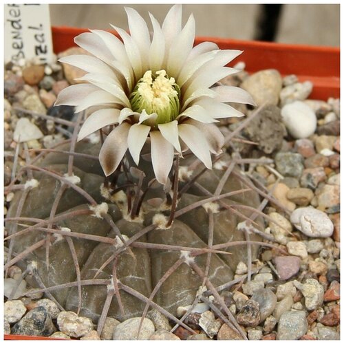  350     Gymnocalycium bodenbenderianum P-76c 10 .