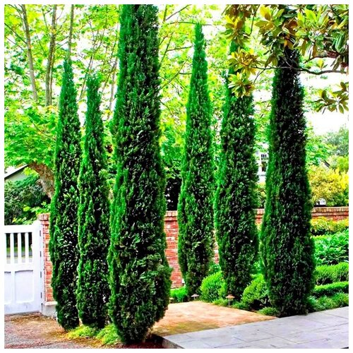  480    (. Cupressus sempervirens Pyramidalis)  50