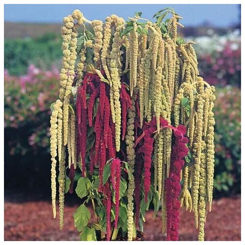  300   (. Amaranthus white)  250