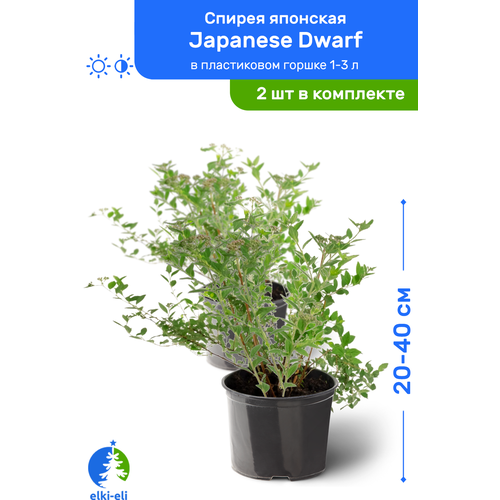 купить 3097р Спирея японская Japanese Dwarf (Джапаниз Дварф) 20-40 см в пластиковом горшке 1-3 л, саженец, лиственное живое растение, комплект из 2 шт