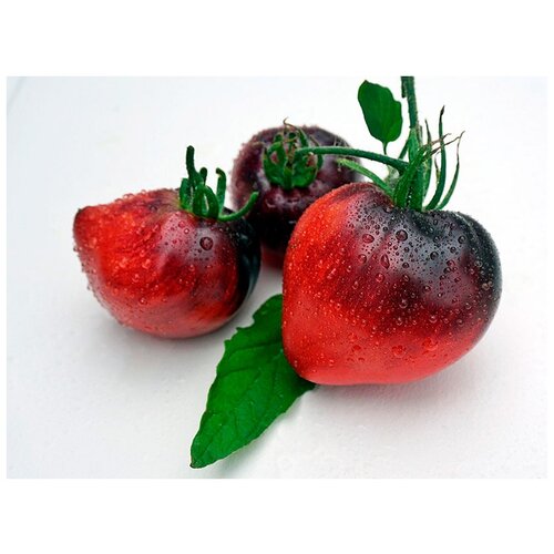  330    (. Solanum lycopersicum)  10