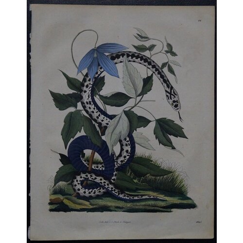 купить 72000р Европейский художник XIX века. Змея.