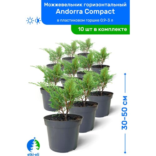 купить 17500р Можжевельник горизонтальный Andorra Compact (Андорра Компакт) 30-50 см в пластиковом горшке 0,9-3 л, саженец, хвойное живое растение, 10 шт