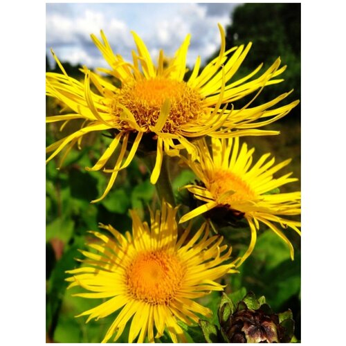  650    /   / Inula helenium, 180 