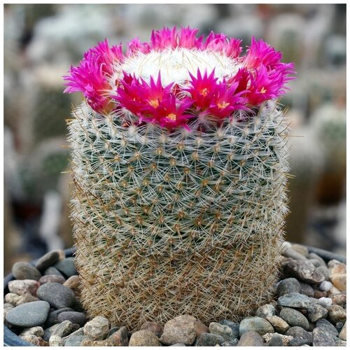  350    Mammillaria donatii repp-882 10 .