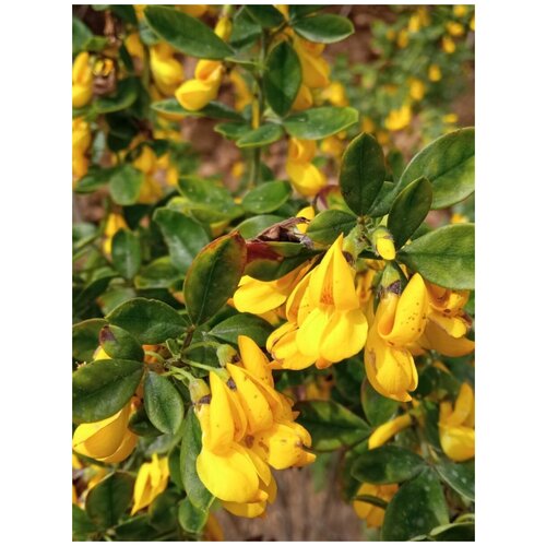  365    / Cytisus villosus, 10 