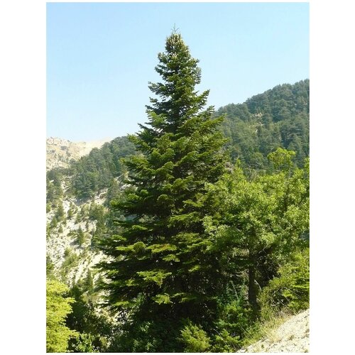  360   -   - (. Abies cephalonica)   25