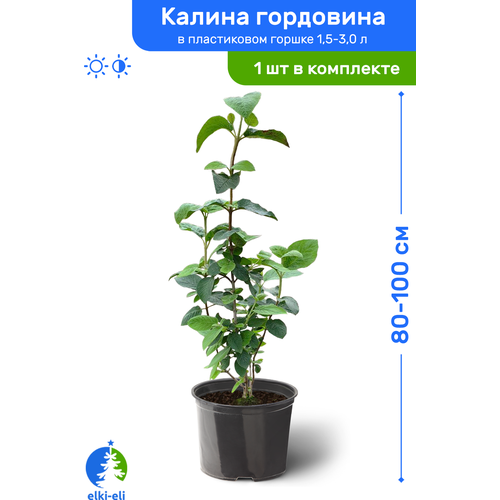 купить 2373р Калина гордовина 80-100 см в пластиковом горшке 1,5-3 л, саженец, лиственное живое растение