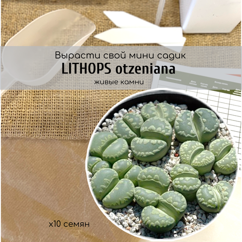  330   Lithops otzeniana   /      