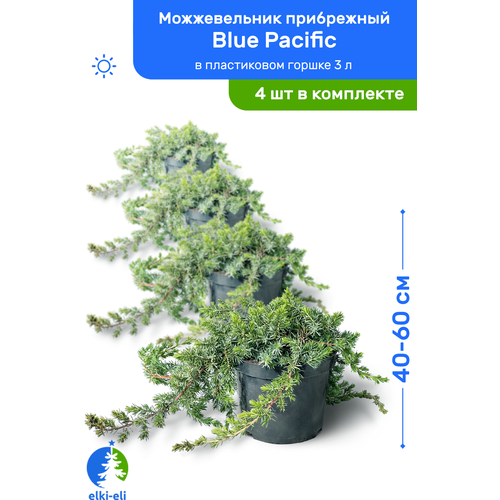 купить 9400р Можжевельник прибрежный Blue Pacific (Блю Пацифик) 40-60 см в пластиковом горшке 3 л, саженец, хвойное живое растение, комплект из 4 шт