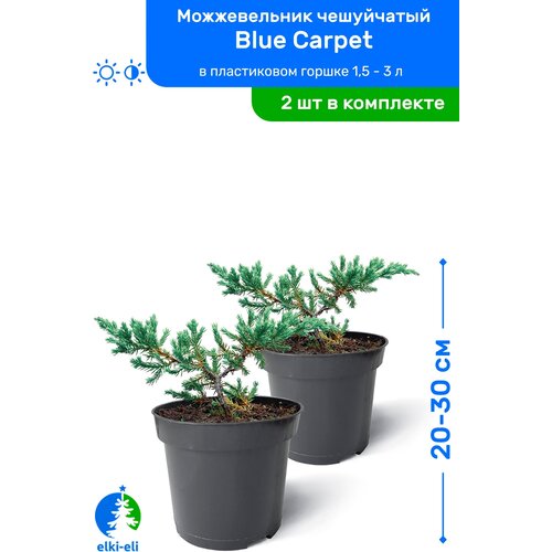 купить 2390р Можжевельник чешуйчатый Blue Carpet (Блю Карпет) 20-30 см в пластиковом горшке 0,9-3 л, саженец, хвойное живое растение, комплект из 2 шт