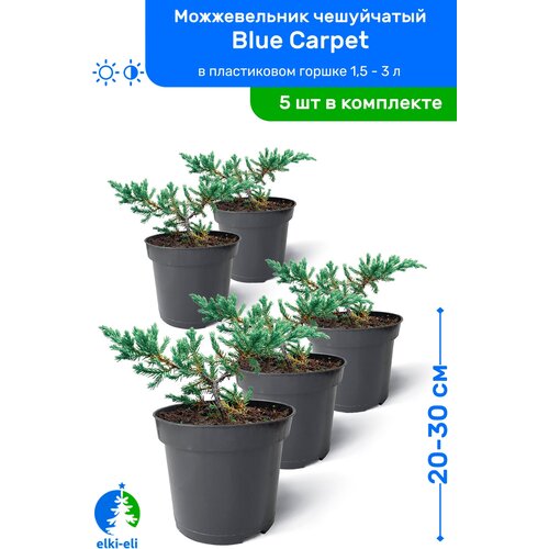 купить 5475р Можжевельник чешуйчатый Blue Carpet (Блю Карпет) 20-30 см в пластиковом горшке 0,9-3 л, саженец, хвойное живое растение, комплект из 5 шт