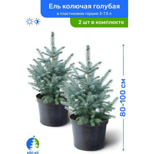 купить Ель колючая голубая 80-100 см в пластиковом горшке 3-7,5 л, саженец, хвойное живое растение, комплект из 2 шт, цена 15000 рубл