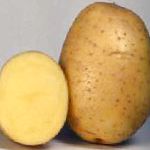 картошка Ромула сорт