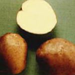 картошка Сузорье сорт