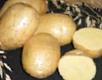 картошка Латона сорт