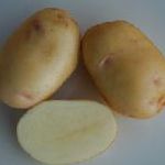 картошка Невский сорт