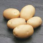 картошка Фабула сорт