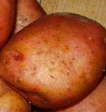 картошка Ильинский сорт