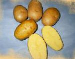 картошка Ламбада сорт