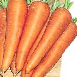морковка Карсон F1 гибрид