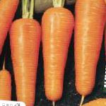 морковка Купар F1 гибрид