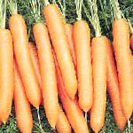 морковка Найджел F1 гибрид