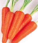 морковка Абако F1 гибрид