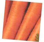 морковка Трофи  сорт