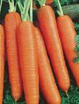 морковка Карлена  сорт