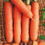 морковка Пралине сорт