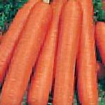 морковка Нелли F1 гибрид