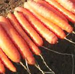 морковка Болеро F1 гибрид