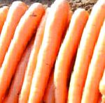 морковка Росаль  сорт