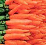 морковка Флам  сорт