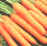 морковка Фэнси  сорт