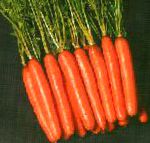 морковка Нантес 2 Тито сорт