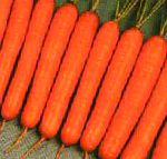 морковка Нансен F1 гибрид