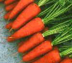 морковка Шантанэ 2 Комет сорт