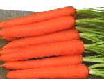морковка Саманта F1 гибрид