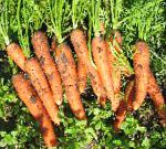 морковка Сопрано F1  гибрид